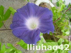 T1WtcgXgXbXXXXXXXX_!!0-item_pic.jpg_240x240.jpg