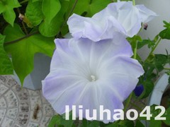 T1XtxjFsJbXXXXXXXX_!!0-item_pic.jpg_240x240.jpg