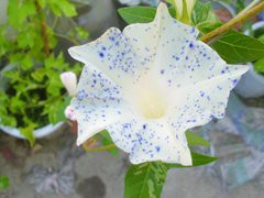 T1XjXeFANcXXXXXXXX_!!0-item_pic.jpg_240x240.jpg