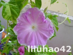 T1ZCL6Xe8hXXXXXXXX_!!0-item_pic.jpg_240x240.jpg