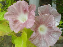 TB1xRiBGFXXXXXpXVXXXXXXXXXX_!!0-item_pic.jpg_240x240.jpg