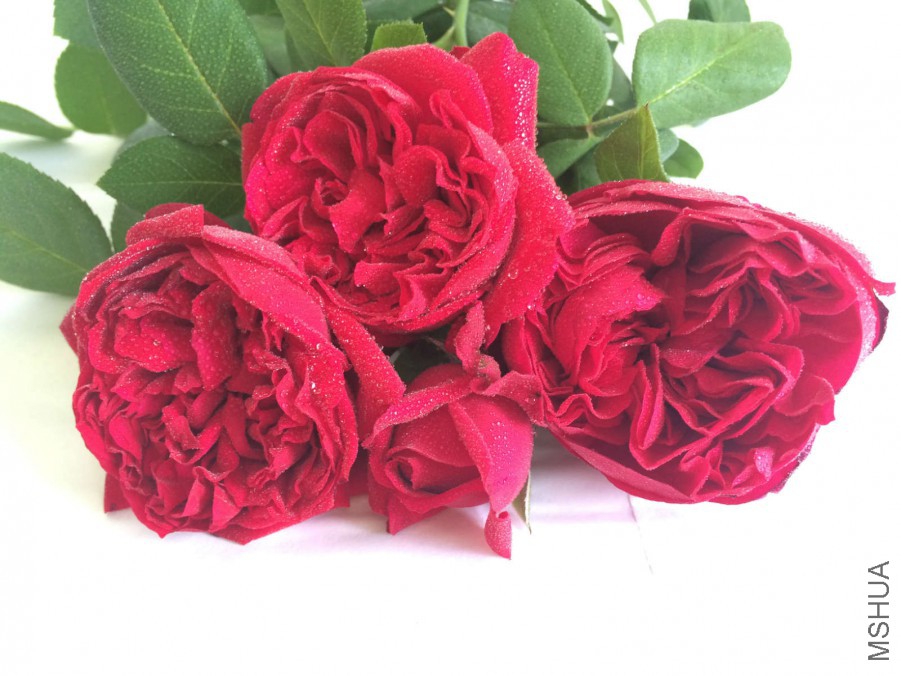 IMG_9156_meitu_3.jpg