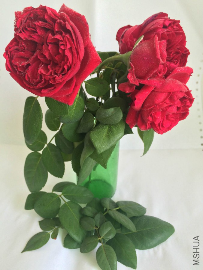 IMG_9165_meitu_4.jpg
