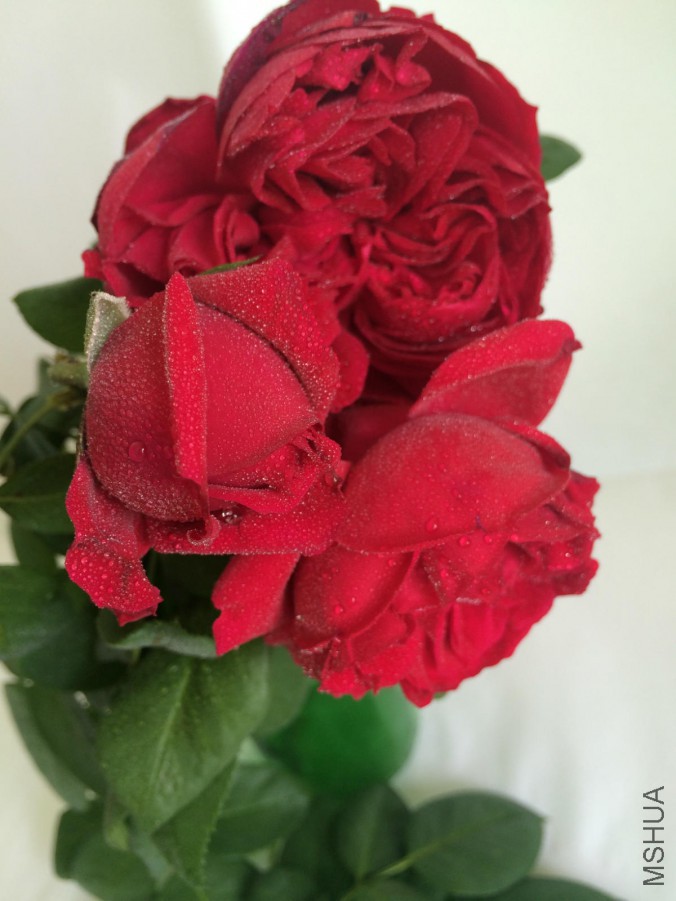 IMG_9166_meitu_5.jpg