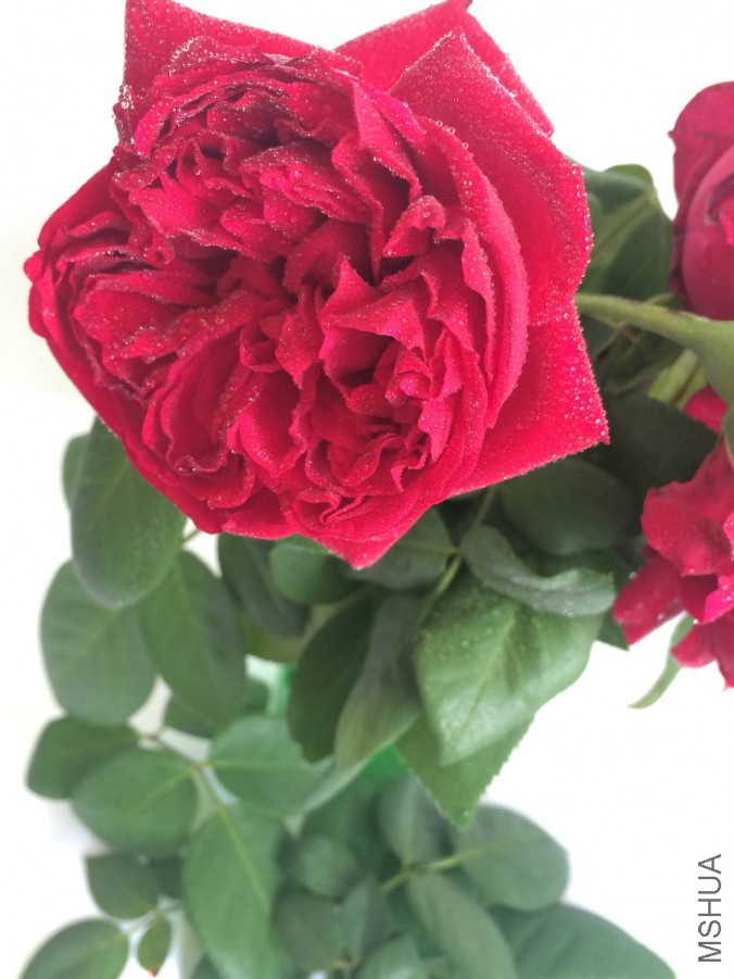 IMG_9167_meitu_6.jpg