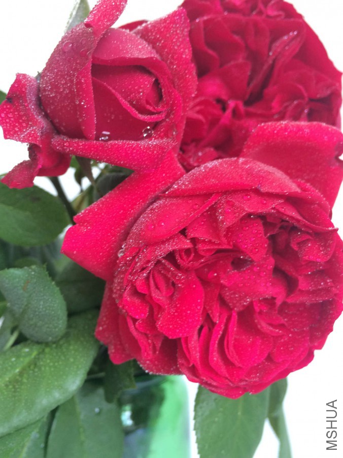IMG_9170_meitu_7.jpg