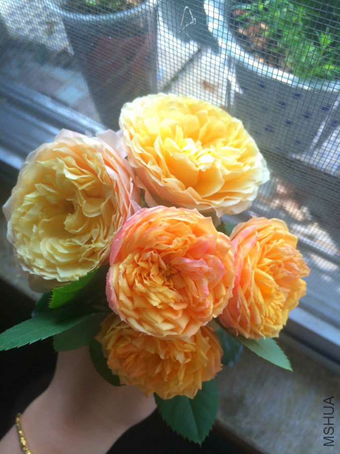 IMG_9425_meitu_20.jpg