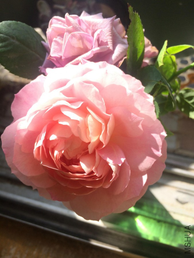 IMG_9413_meitu_2.jpg