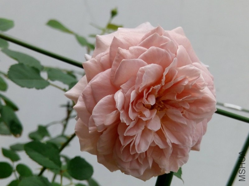 ������һ��֪������ʲôƷ�� ���Ļ�