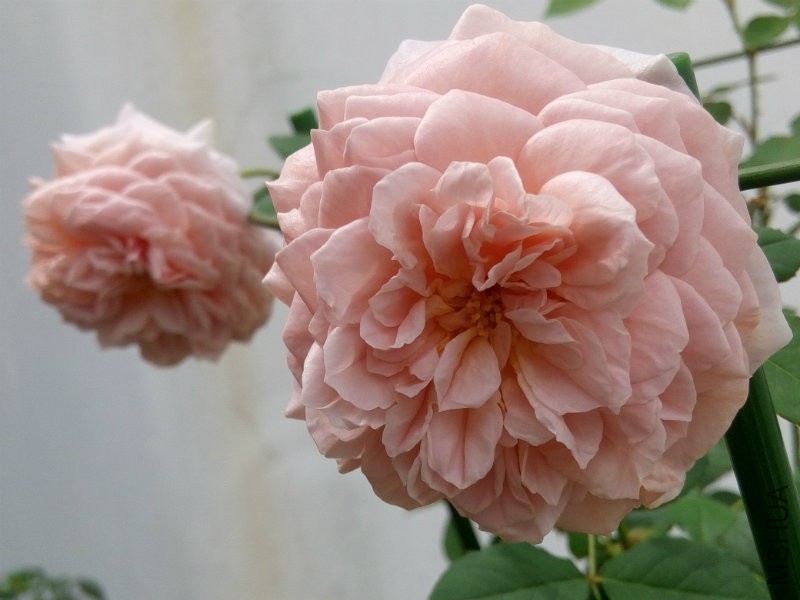 500����ֻ��ĵģ�����