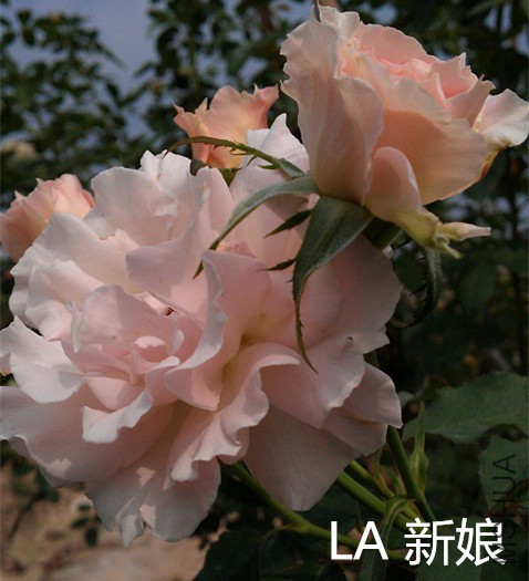 LA����.jpg