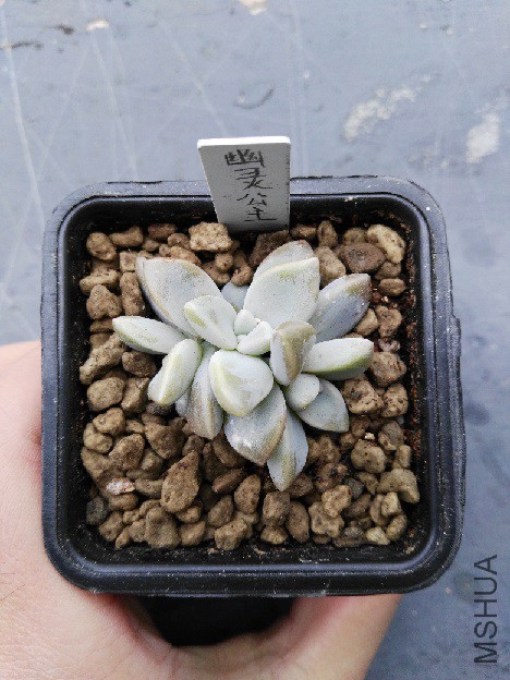 ���鹫��