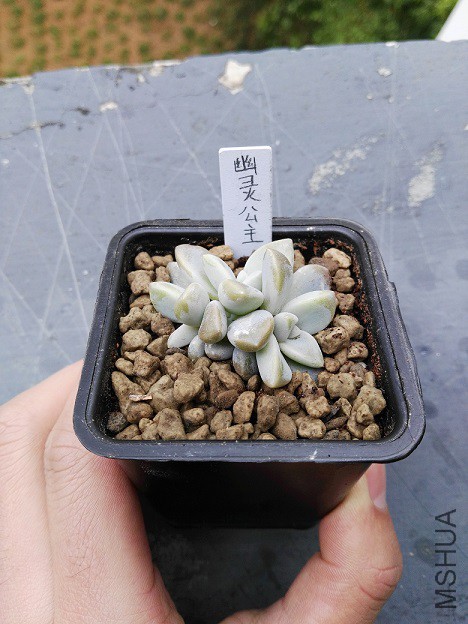 ���鹫��