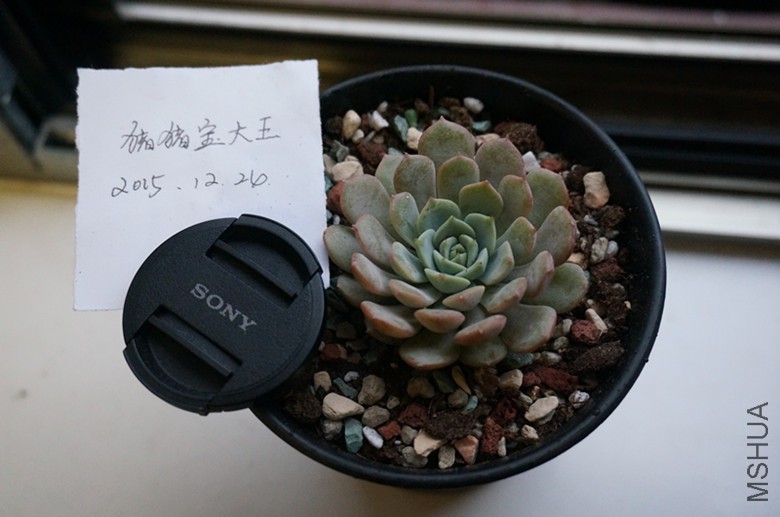 DSC02461_����.jpg