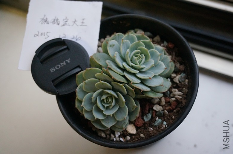 DSC02456_����.jpg