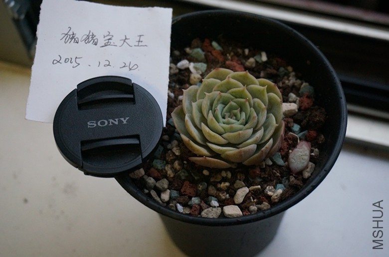 DSC02459_����.jpg