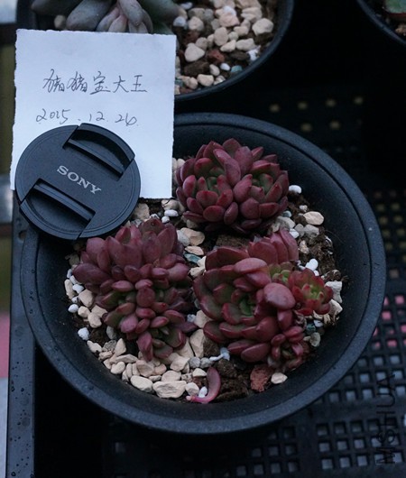 DSC02468_����.jpg