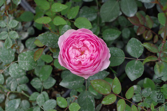 IMGP1760.JPG