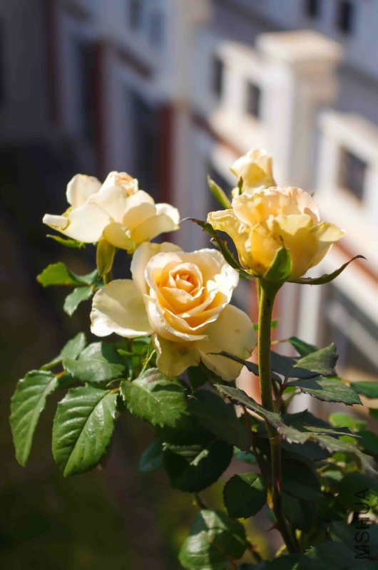 IMGP4804.jpg