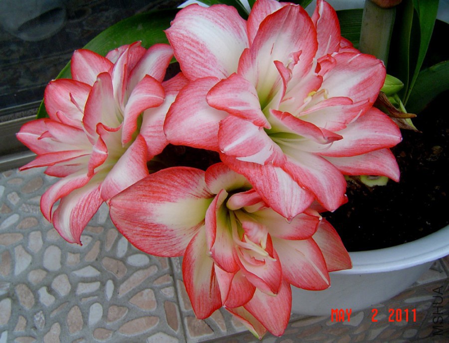 ����ȸ 1.jpg