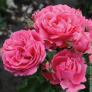 ��ɫ����