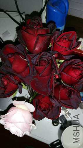20151225_160459.jpg