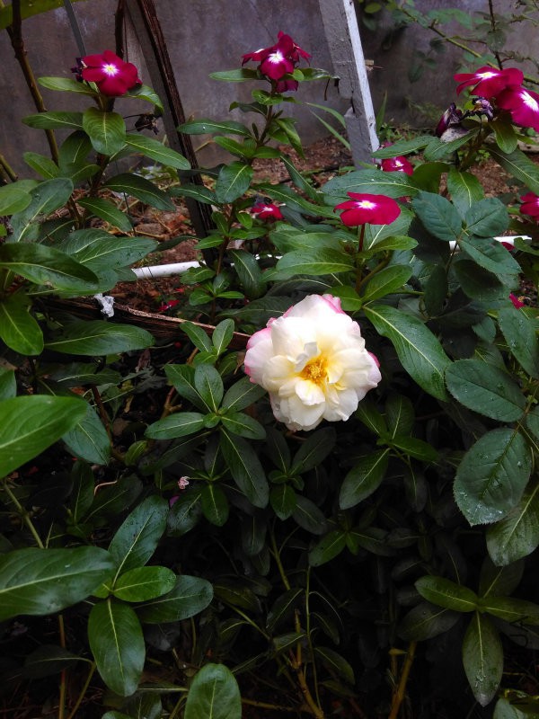 IMG_20151129_115551.jpg