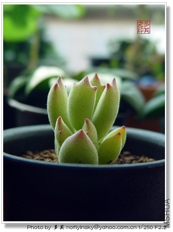 èצDSC08685 (5).jpg