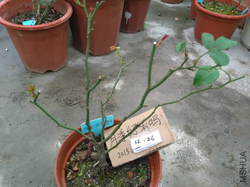 ��Զ����̩��  1_800x600.jpg
