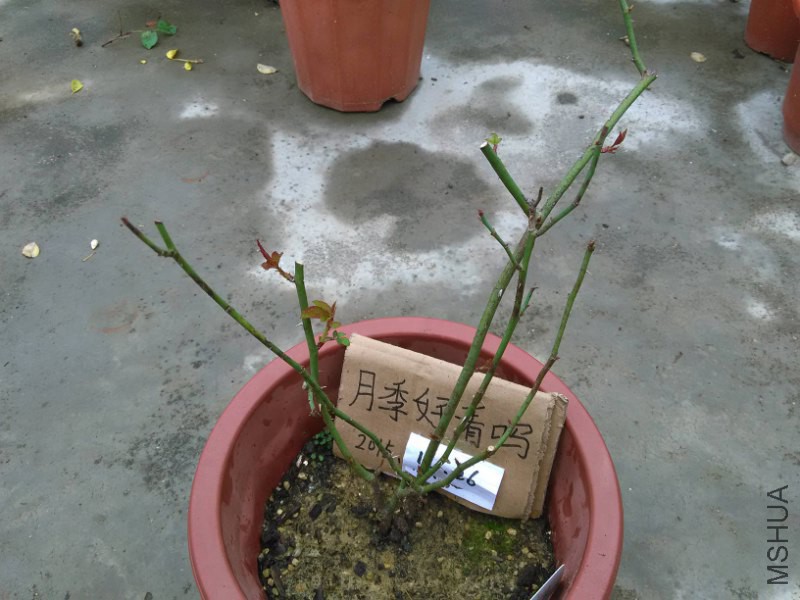 ��ɫ��ݹ  2_800x600.jpg