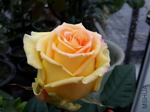 20151220_152729_����.jpg