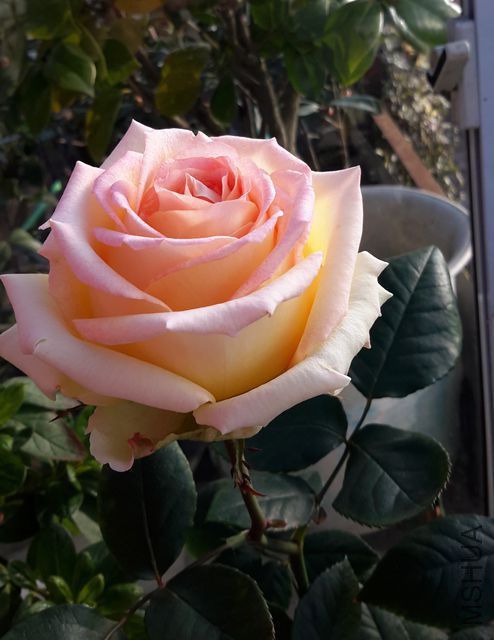 20151226_084805_����.jpg