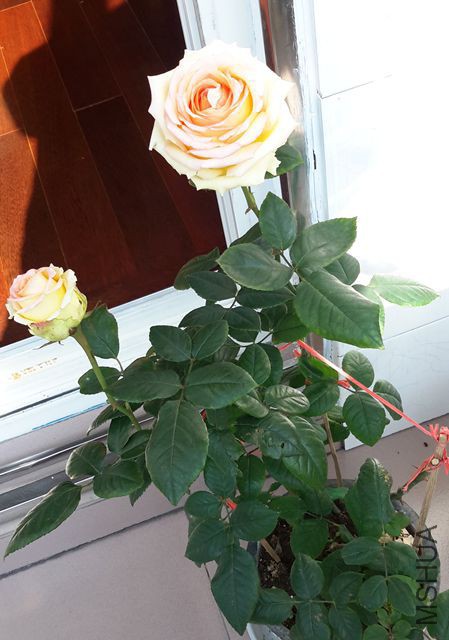 20151226_113034_����.jpg