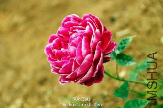 u=1530557504,1782803883&amp;fm=21&amp;gp=0.jpg
