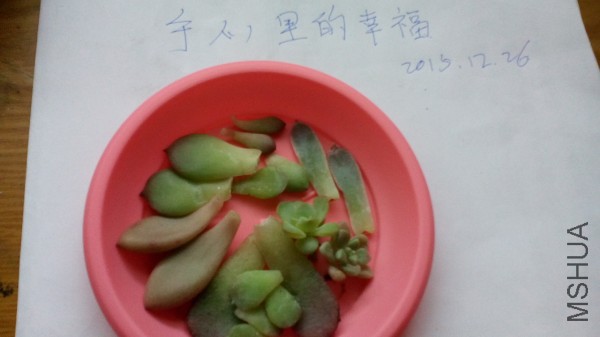 conew_img_20151226_094425.jpg