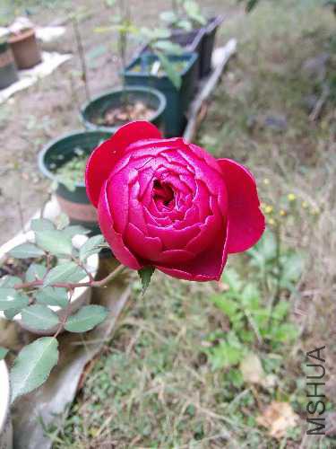 IMG_20151226_142443.jpg