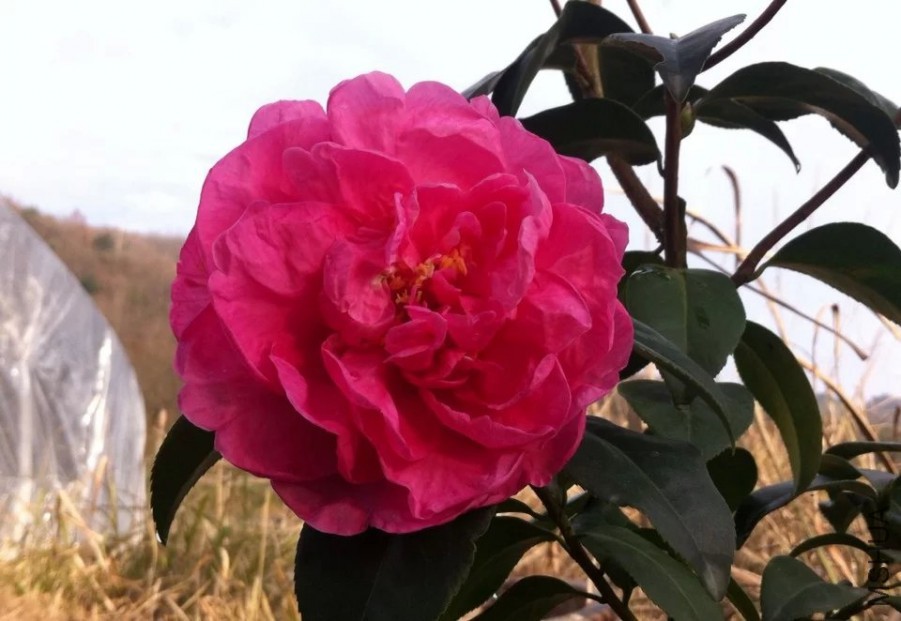 psbCAYPOJ91_����.jpg