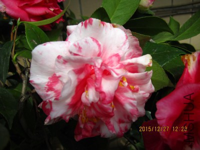 IMG_6886_�༭.jpg