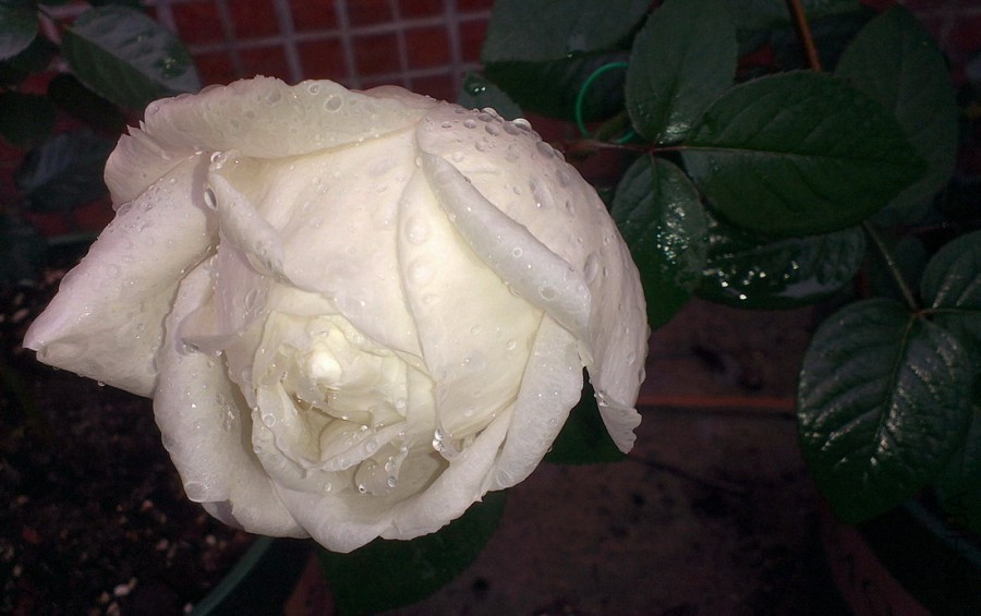IMAG1448.jpg