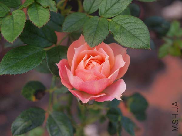 O0120116.jpg