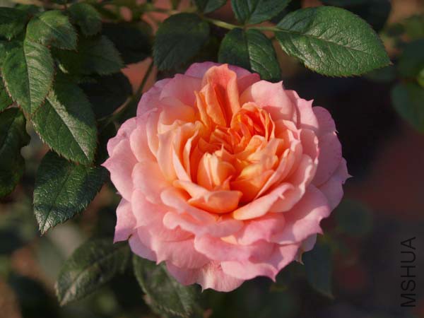 O0160161.jpg