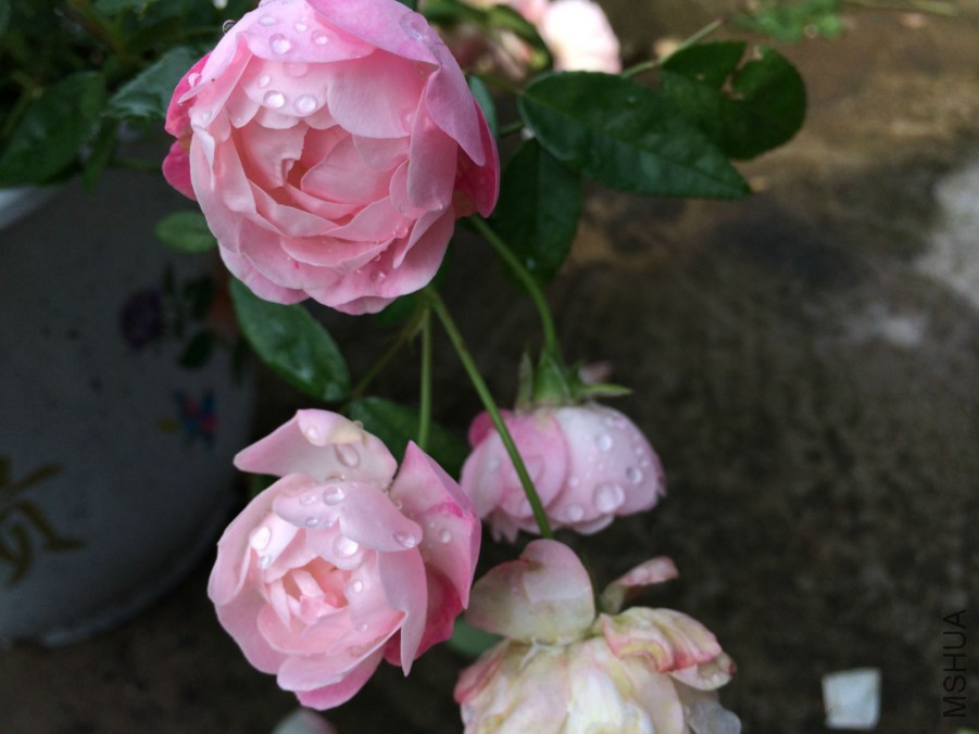 IMG_2359_meitu_8.jpg