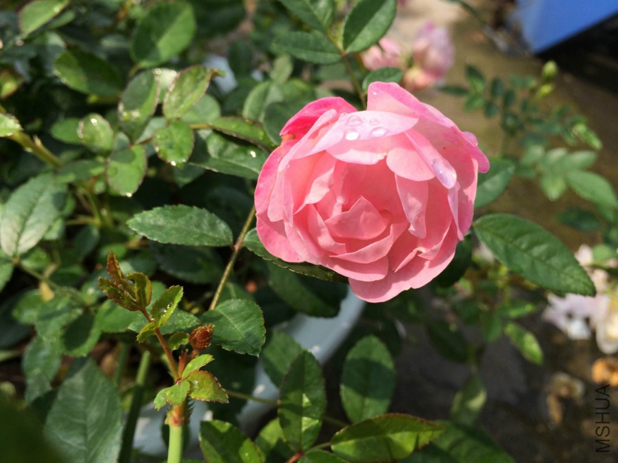 IMG_2362_meitu_9.jpg