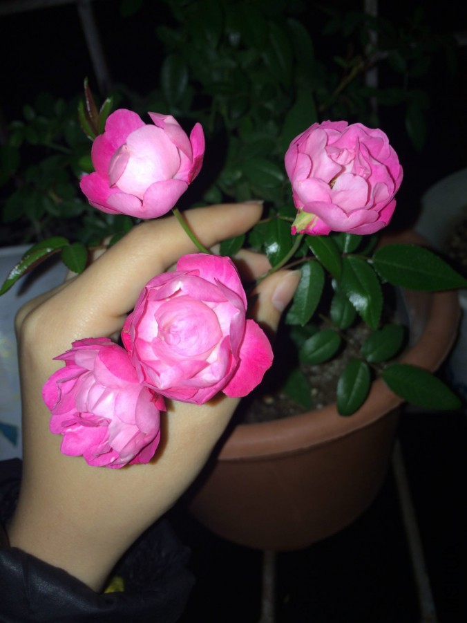 IMG_9555_meitu_1.jpg