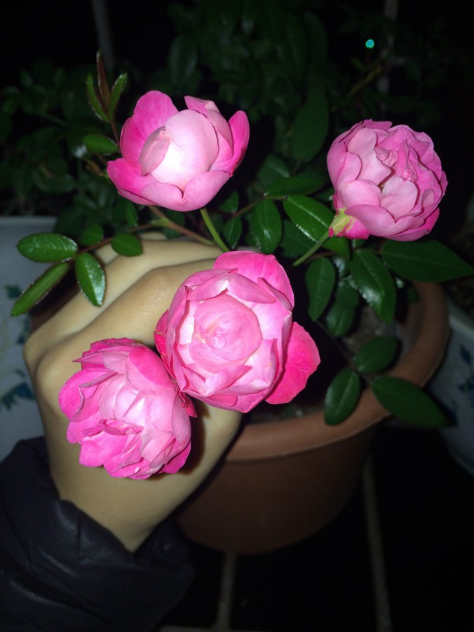 IMG_9556_meitu_2.jpg
