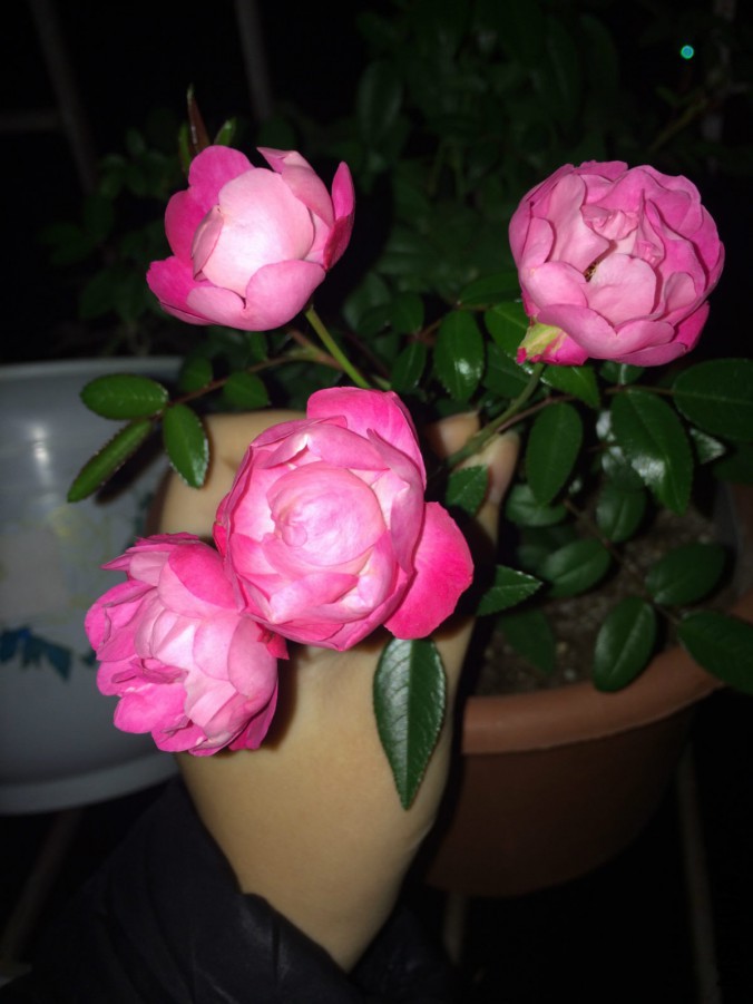 IMG_9557_meitu_4.jpg