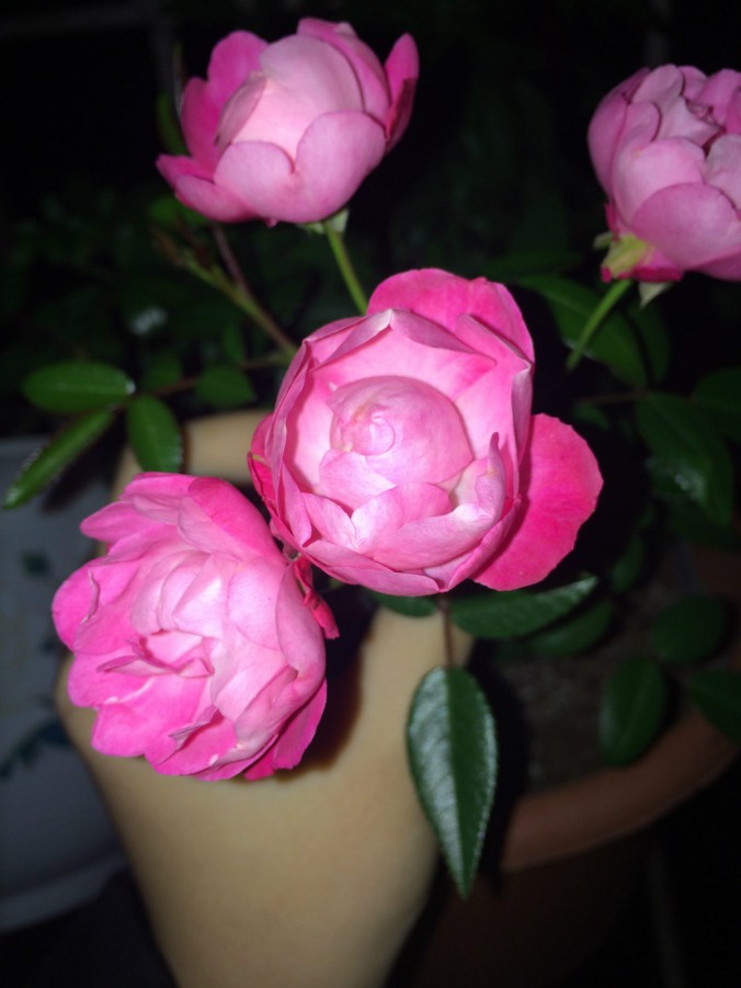 IMG_9558_meitu_5.jpg