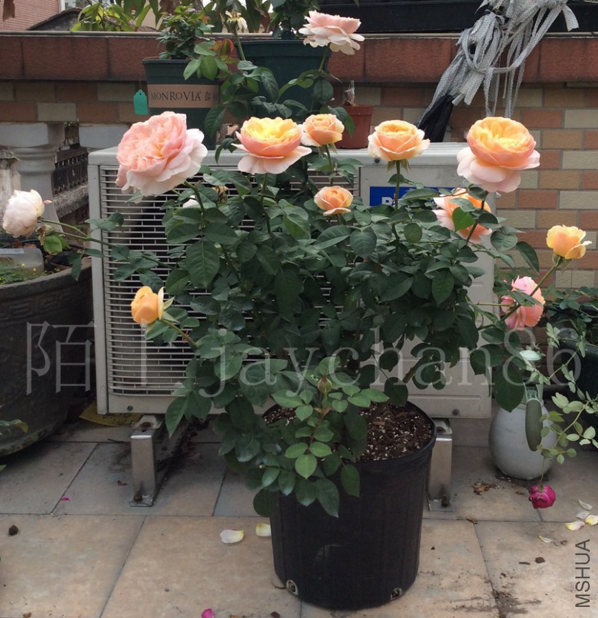 CDB8E09F-77B2-45E2-87DE-018DD4CB37CC_����_����_����.jpg