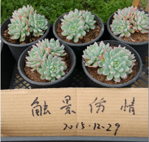 QQͼƬ20151228214434.png