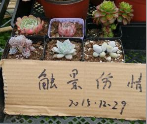 QQͼƬ20151228214602.png